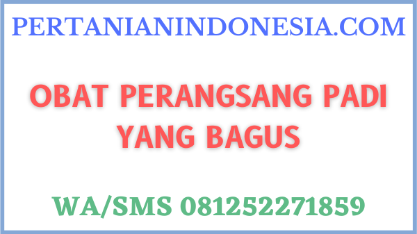 Obat Perangsang Padi Yang Bagus